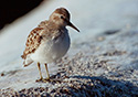 Calidris minutilla